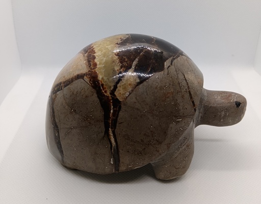 [TORT1] Tortue Septaria